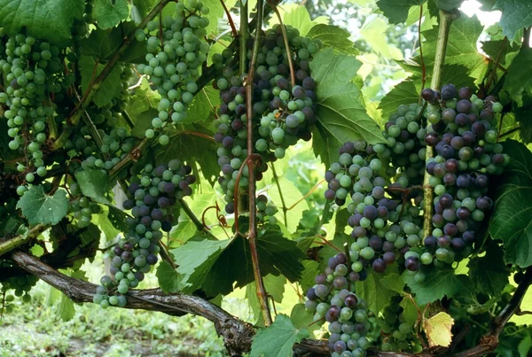 Uvas — Foto de Stock