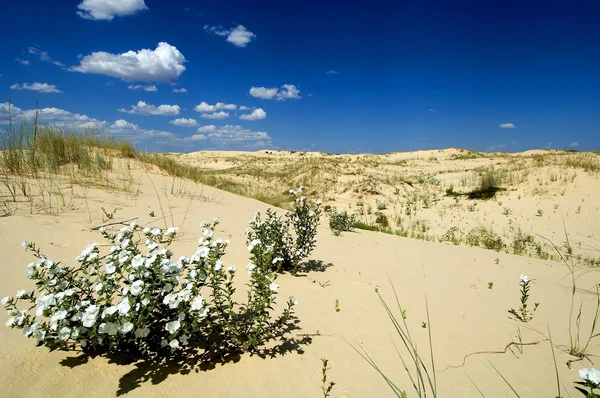 W słoneczny dzień w monahans sandhills state park Teksas — Zdjęcie stockowe