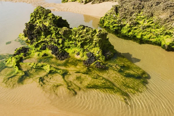 ビーチで藻類に覆われた岩の形成 — ストック写真