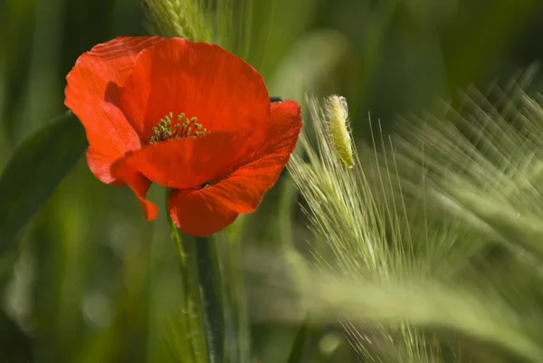 A Red Poppy Blooming Outdoors — Stock Photo, Image