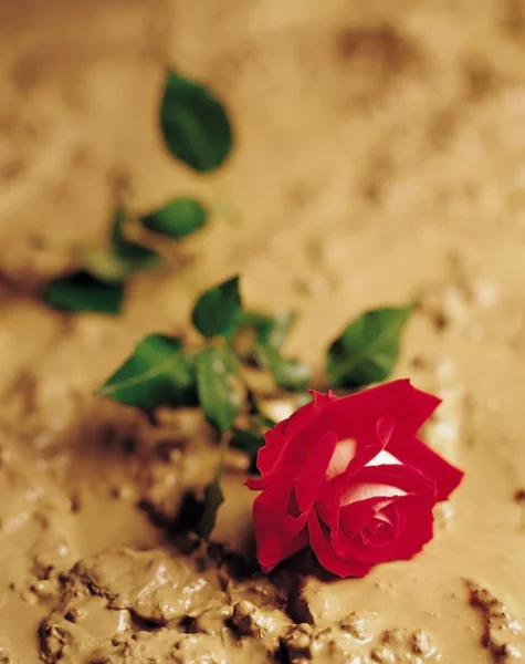A Red Rose Laying In Mud — Stock Photo, Image