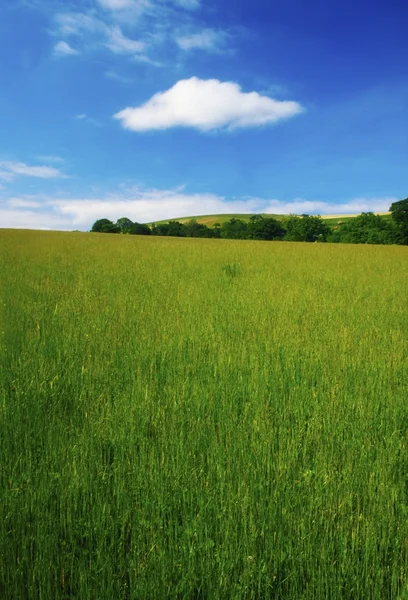 Hrabstwo wicklow, Irlandia. pole długo zielona trawa w pobliżu arklow — Zdjęcie stockowe