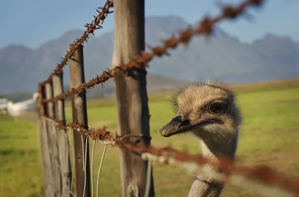 Ostrich Looking Through Barbed Fence — Stock Photo, Image