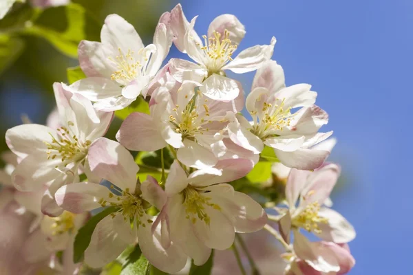 Apple blommar — Stockfoto