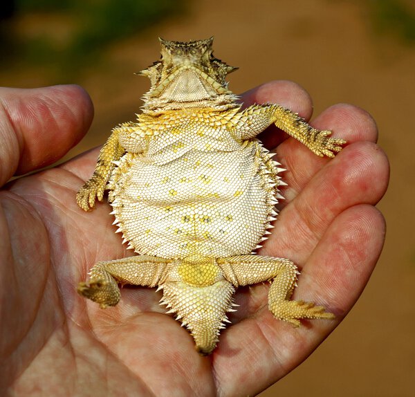 A Texas Horned Lizard