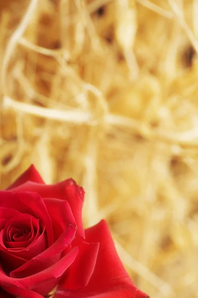 Detailní záběr červené růže — Stock fotografie