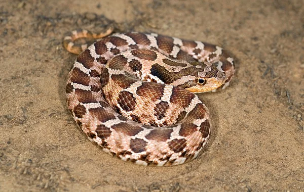 Un serpente di Hognose orientale — Foto Stock