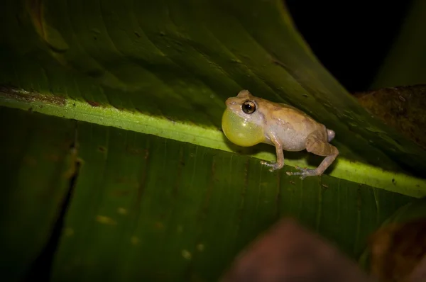 Лягушка на листе — стоковое фото