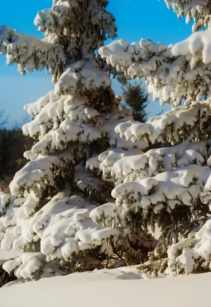 Yaprak dökmeyen ağaçlar taze kar ile yüklü — Stok fotoğraf