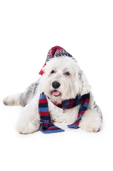 Собака в шляпе и шарфе — стоковое фото