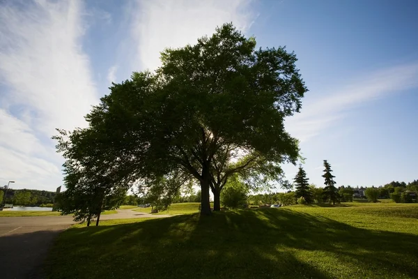 Bomen naast een pad — Stockfoto