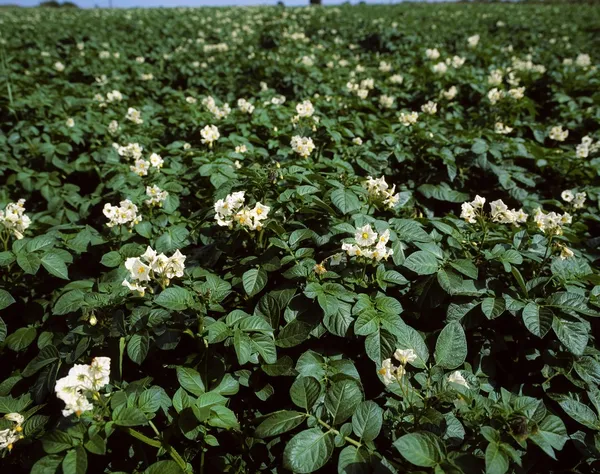 Potatoes, Co Dublin, Ireland — Stock Photo, Image