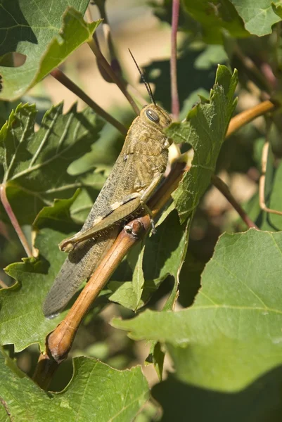 Locust Perched On A Branch In Spain — Stock Photo, Image