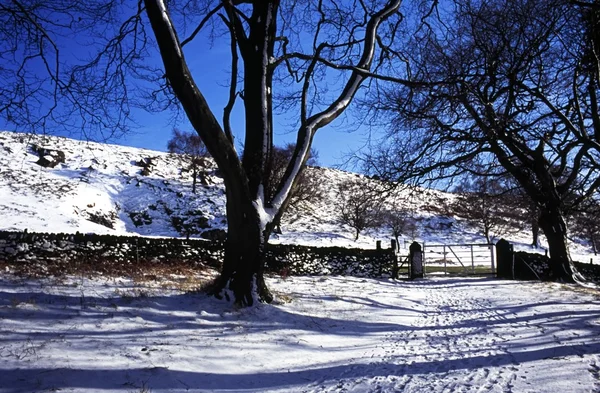 Um quintal no inverno — Fotografia de Stock