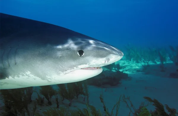 Vista lateral del tiburón tigre, Galeocerdo Cuvier — Foto de Stock