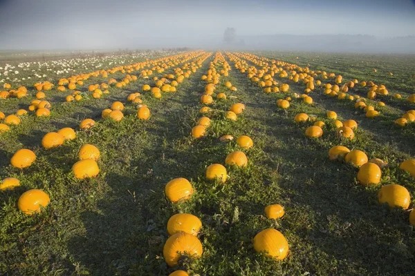 Een pompoen patch — Stockfoto