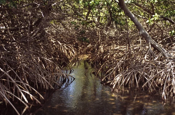 Creek onder sommige borstel — Stockfoto