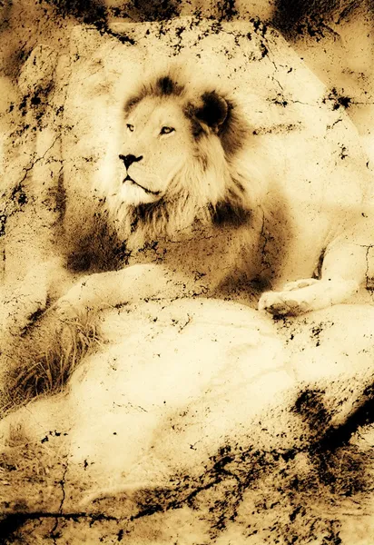 Régi fénykép of a oroszlán, egy sziklán — Stock Fotó