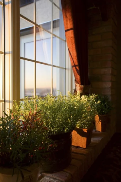 Fensterbank voller Pflanzen — Stockfoto