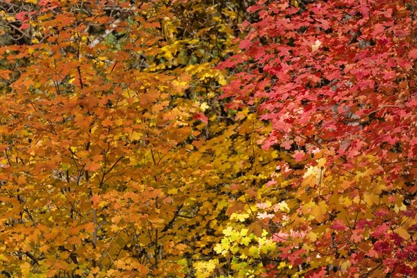 Autumn Leaves — Stock Photo, Image