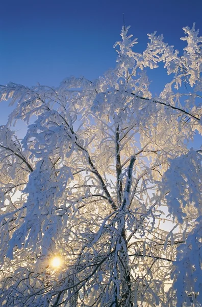 Backlit Laden Branches — Stock Photo, Image