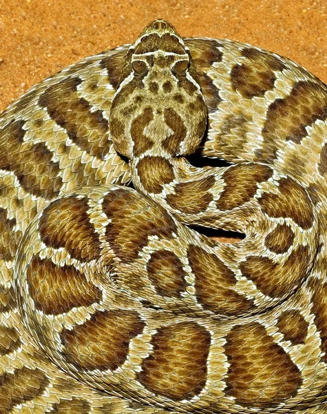 En prairie rattlesnake crotalus viridis, sitter på en väg — Stockfoto