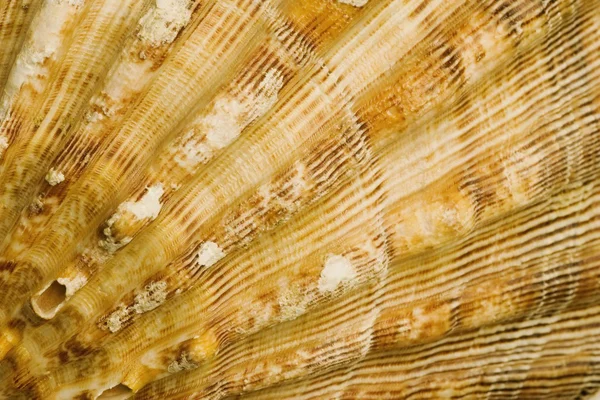 Seashell Closeup — Stock Photo, Image