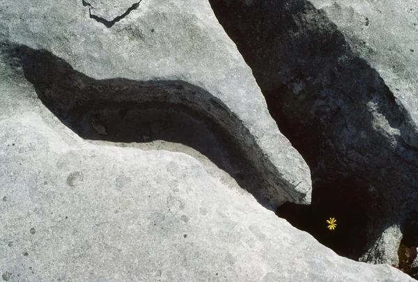 Co clare, der burren, wildblumen, irland — Stockfoto