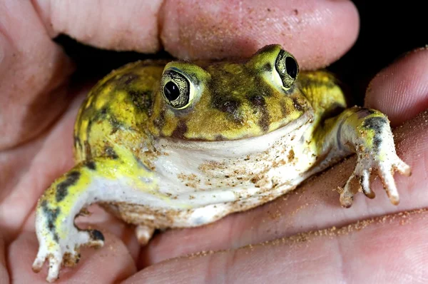 A Spadefoot Toad Being Held — Stock Photo, Image