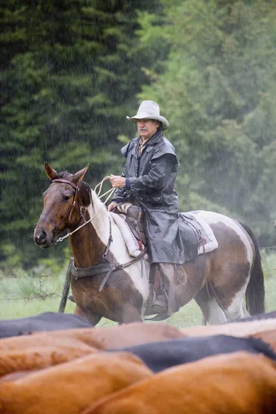 Kovboj pasení dobytka v dešti — Stock fotografie