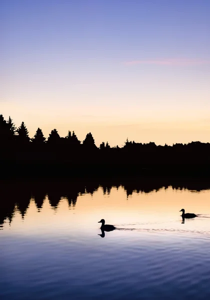 Canards nageant dans un lac au lever du soleil — Photo