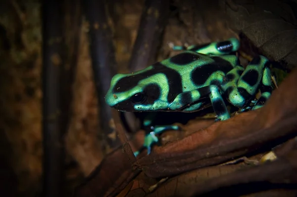 Black and Green Dart Frog (Dendrobates Auratus ) — стоковое фото
