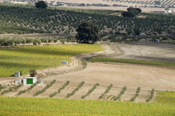 Oliwnymi gospodarstwa w andalucia, Hiszpania — Zdjęcie stockowe