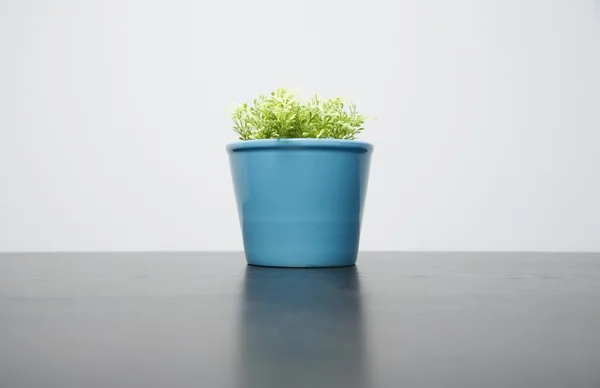 Plant In A Blue Pot — Stock Photo, Image