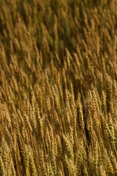 Campo de trigo — Fotografia de Stock