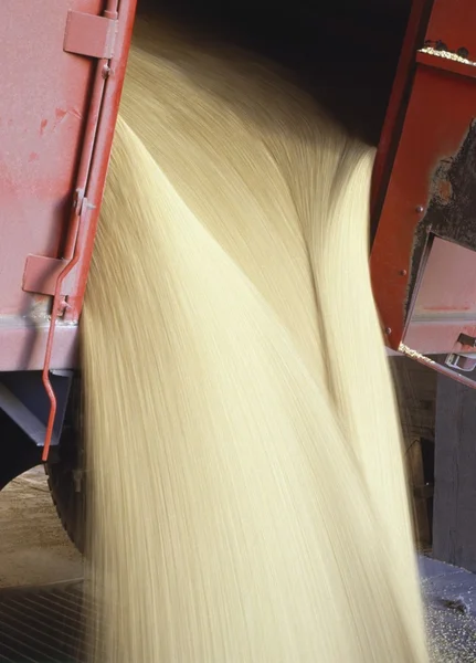 Grain Pouring Out Of A Truck — Stock Photo, Image