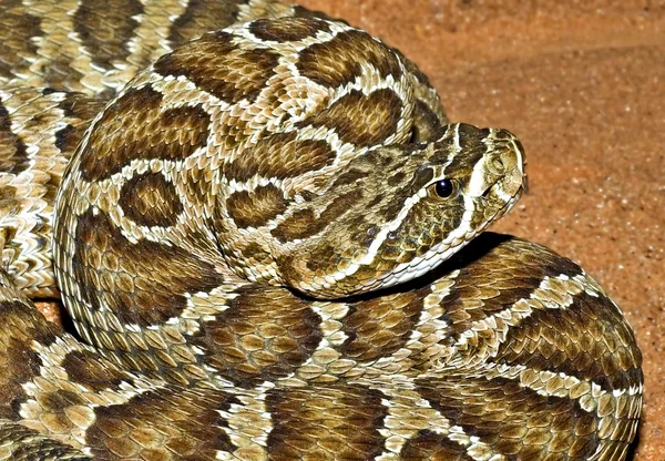 Una serpiente de cascabel de pradera —  Fotos de Stock