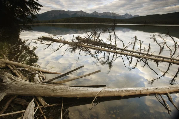 Dead Trees In The Water — Stock Photo, Image