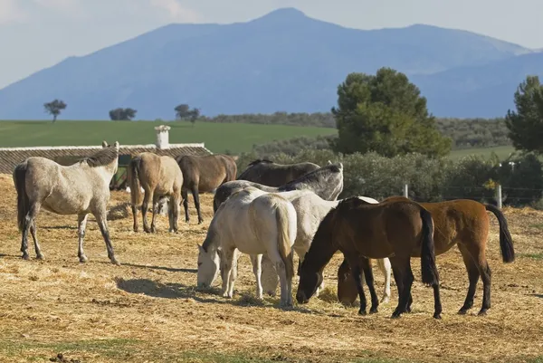 Andalousische paarden grazen — Stockfoto