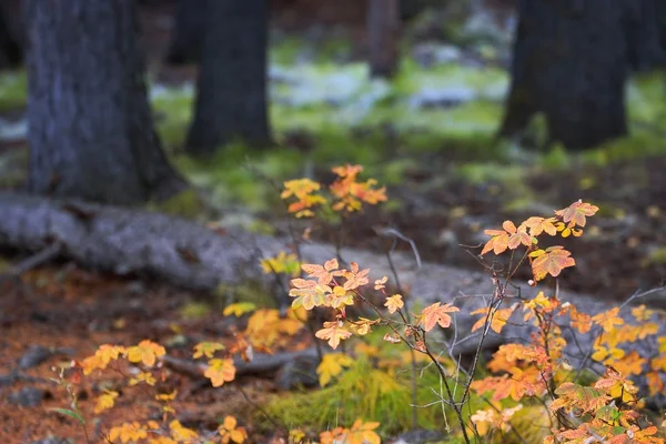 Lesní půda na podzim, banff národní park, alberta, Kanada — Stock fotografie