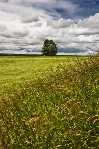 Two Trees In A Field — Stock Photo, Image