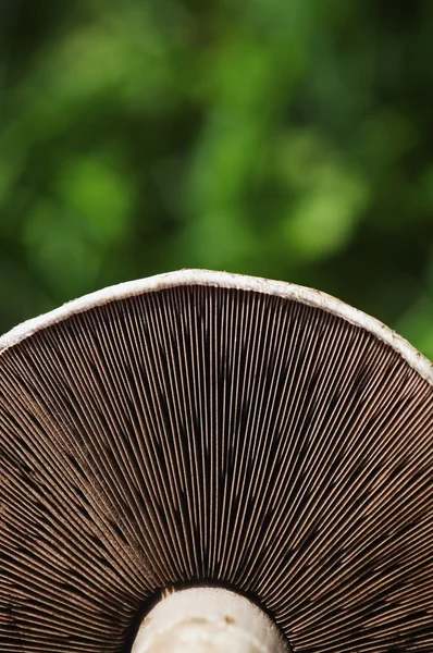 Mushroom Closeup — Stock Photo, Image