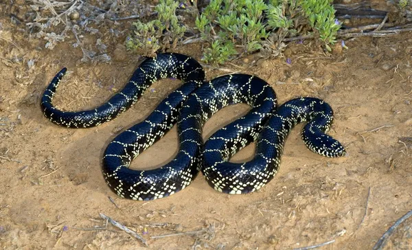 Un serpente reale del deserto — Foto Stock