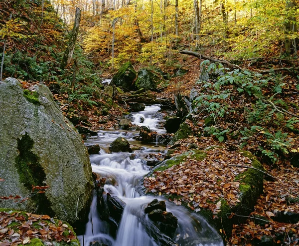 Stream Flowing Through Forest In Autumn — Stock Photo, Image