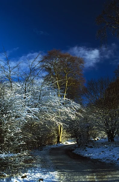 Hoars Frost On Trees i Longshaw Estate, Derbyshire, England – stockfoto