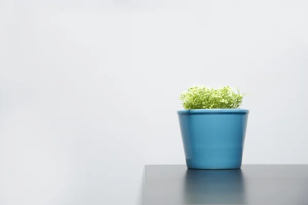 Plant In A Blue Pot — Stock Photo, Image