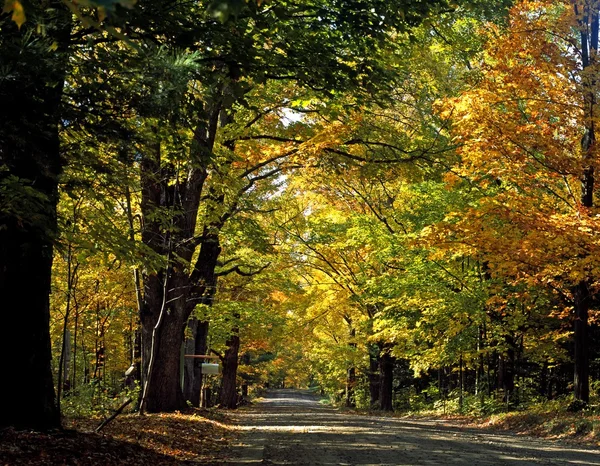 Stromy lemovaná silnice — Stock fotografie