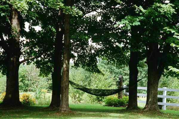 Hammock hänger mellan lönnträd — Stockfoto