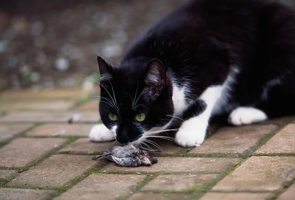 Katze erschnüffelt toten Vogel — Stockfoto