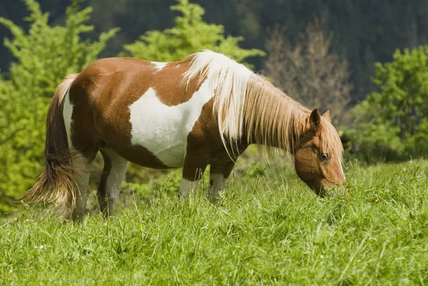 Häst som betar i Kantabrien, norra Spanien — Stockfoto